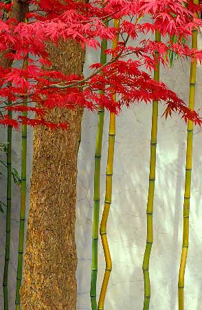 red bamboo